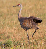 sandhill crane 156