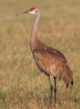 sandhill crane 157