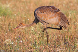 sandhill crane colt 110