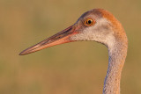 sandhill crane colt 116