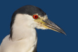 black-crowned night heron 216