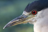 black-crowned night heron 221