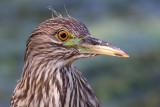 juvenile black-crowned night heron 395