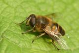 hoverfly31.JPG