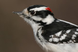 downy woodpecker 212