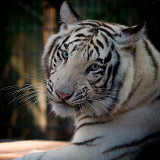 whitetiger