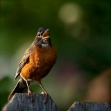 robin sing