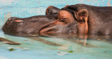 hippo nap