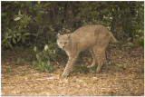 Bobcat