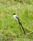 Forked-tailed Flycatcher - first bird sighted.