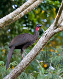 Crested Guan - from our cabana.