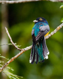Violaceous Trogon