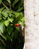 Pale-billed Woodpecker