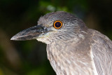 Yellow-crowned Night-heron