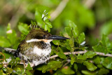 Green Kingfisher female