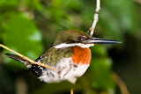 Green Kingfisher male