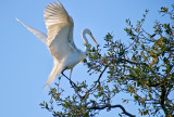 The Great White Egret