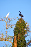 The Double-crested cormorant