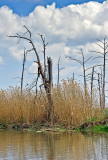 The Bayou LaBranche