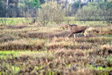 The Eurasian Elk
