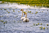The Mute Swans