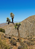 The Joshua Tree National Park