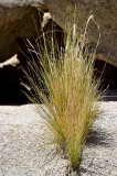 The Joshua Tree National Park