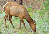 The Elk (Wapiti)
