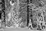 Sequoia National Forest