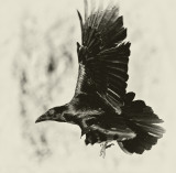 Raven of Death Valley