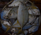 fish eye.jpg