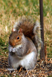 My Back Yard Buddy Stuffing Himself!