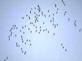 Sandhill Cranes in Flight.jpg