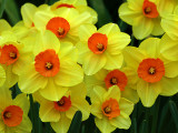 Orange Center Daffodils.jpg
