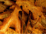 Dry Leaves.jpg