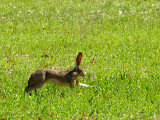 Jack Rabbit in a Hurry.jpg