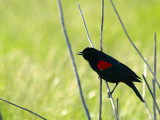 Red-winged Blackbird 3.jpg
