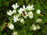 White Hyacinth.jpg