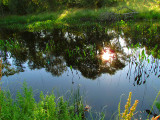 Pond at Folsom 2.jpg