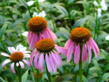 Coneflowers.jpg