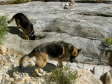 Dogs at Lyons Creek.jpg