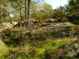 Rocks and Trees in Fall 1.jpg