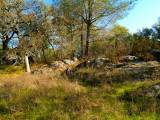 Rocks and Trees in Fall 2.jpg
