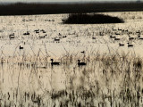 Yolo Pond at Dawn.jpg