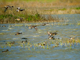 Landing Ducks.jpg