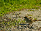 White-Crowned Sparrow.jpg