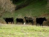 Grazing Cows 2.jpg