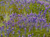 Lupines at Rock Creek.jpg