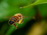 Hovering Honeybee.jpg