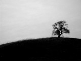 Oak on The Hill.jpg